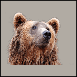 ReadySetCrypto - Live Webinar Bear Market Survival