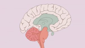 Rick Wilkes and Cathy VArtuli - Trauma and the Primitive Brain