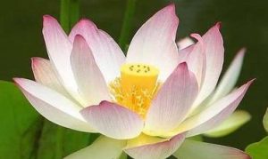 Jeannie Fitzsimmons & Virginia Lloyd - Mastering Your Emotions
